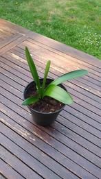 Clivia Miniata echte kamerplant, stekje, oranje bloesem (2), Huis en Inrichting, Ophalen, Overige soorten, Halfschaduw, In pot