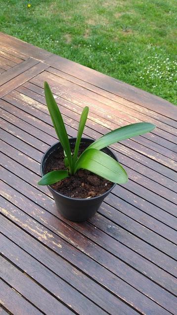 Clivia Miniata echte kamerplant, stekje, oranje bloesem (2) beschikbaar voor biedingen