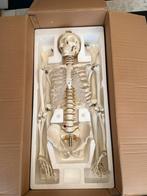 Anatomisch skelet ware grootte, Ophalen, Nieuw