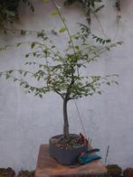prebonsai, Tuin en Terras, Planten | Bomen, Ophalen, In pot, Overige soorten, Minder dan 100 cm