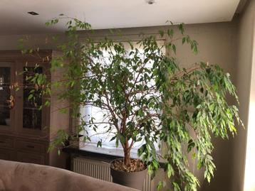 Ficus beschikbaar voor biedingen
