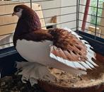 Très rare 2 pigeons Russe de la VOLGA prix pour les2 vacciné, Animaux & Accessoires, Plusieurs animaux, Autres espèces