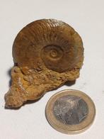 Ammonieten en bivalven (tweekleppigen) uit Tsjechië, Ophalen of Verzenden, Fossiel