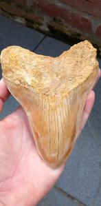 Top Megalodon 14,4 cm fossiel Indonesie, Ophalen of Verzenden, Fossiel