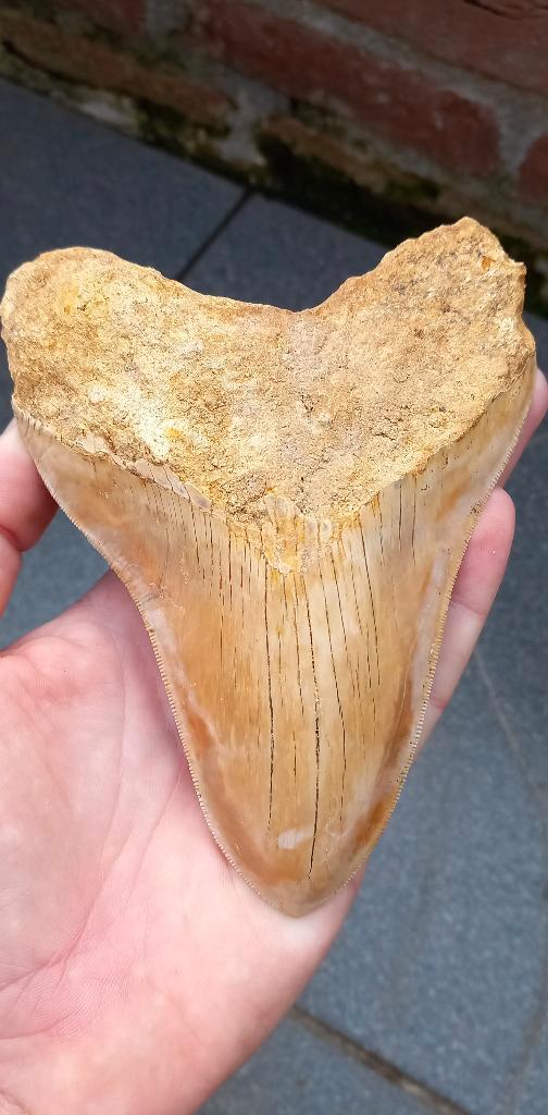 Top Megalodon 14,4 cm fossiel Indonesie, Verzamelen, Mineralen en Fossielen, Fossiel, Ophalen of Verzenden
