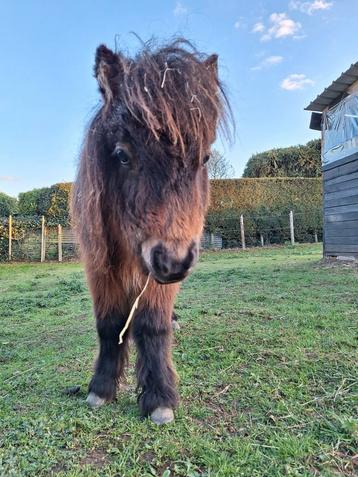 2 lieve halfbroertjes shet en mini shet, Dieren en Toebehoren, Pony's