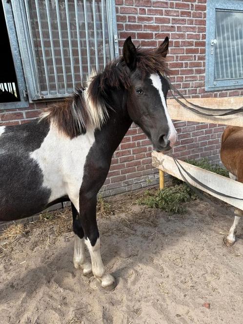 Bonte jaarling leuke toekomstige D sportpony, Dieren en Toebehoren, Pony's, Hengst
