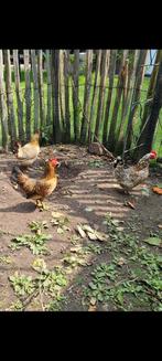 Krielkippen haan + hennen + kuikens, Dieren en Toebehoren, Pluimvee, Meerdere dieren, Kip