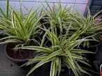 Graslelie planten in plastieken pot., Ophalen