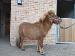 Shetlander hengst, Dieren en Toebehoren, Hengst