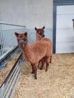 Alpaca veulens, Animaux & Accessoires, Animaux Autre, Juillet