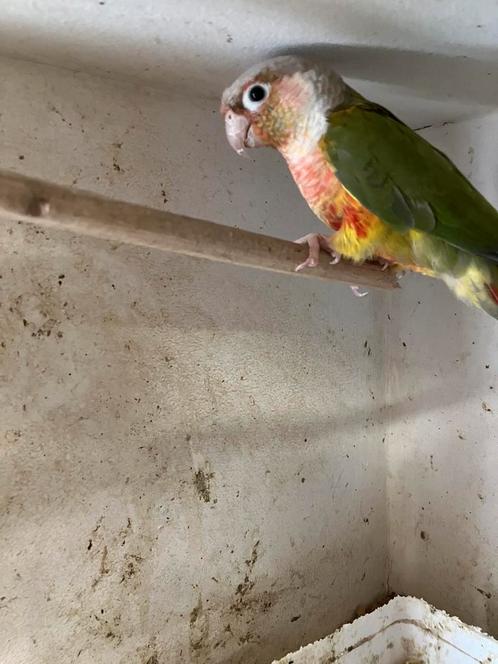 MOOIE KLEUREN PYRRHURA S NU 100 EURO/KOPPEL, Dieren en Toebehoren, Vogels | Parkieten en Papegaaien, Papegaai, Meerdere dieren
