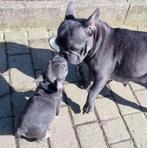 Franse bulldog, Dieren en Toebehoren, Honden | Bulldogs, Pinschers en Molossers, België, Particulier, CDV (hondenziekte), Teef