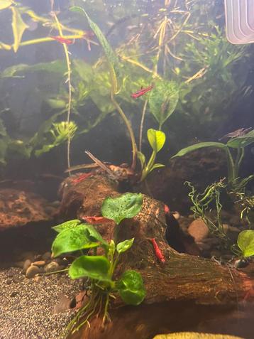 Uitgeslecteerde rode neocaridina garnaaltjes beschikbaar voor biedingen