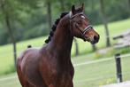 Ter dekking - OOSTING JESSE, Dieren en Toebehoren, Paarden en Pony's | Dekhengsten en Fokmerries, Hengst