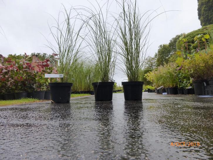 Miscanthus - Graminée pour haie, Jardin & Terrasse, Plantes | Arbustes & Haies, Haie, Enlèvement