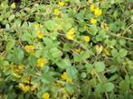 Lysimachia nummularia een geel bloeiende bodembedekker, Ophalen, Bodembedekkers, Vaste plant, Halfschaduw