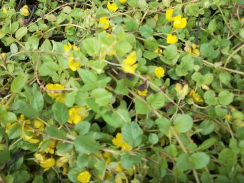 Lysimachia nummularia een geel bloeiende bodembedekker, Tuin en Terras, Planten | Tuinplanten, Vaste plant, Bodembedekkers, Halfschaduw