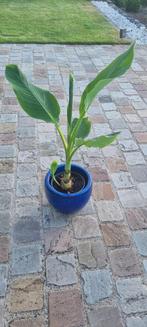 Musa Lasiocarpa (Gouden Lotus banaan), Ophalen of Verzenden