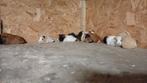 Jonge cavia's, Augustus
