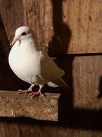 Witte duiven en pauwstaarten, Dieren en Toebehoren, Overige soorten, Meerdere dieren