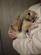 Dwerg hangoor konijn vrouwtje, Femelle, Nain, Oreilles tombantes, 0 à 2 ans