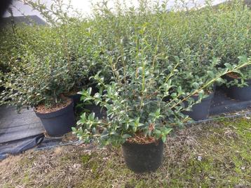 Osmanthus Burkwoodii beschikbaar voor biedingen