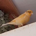 Jonge kanaries, Dieren en Toebehoren, Vogels | Kanaries