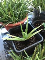 Aloe vera, Tuin en Terras, Planten | Tuinplanten, Volle zon, Vaste plant, Bloeit niet, Ophalen