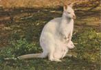 ALBINO  KANGOEROE  met JONG, Verzamelen, Postkaarten | Dieren, Verzenden, 1960 tot 1980, Gelopen, Wild dier