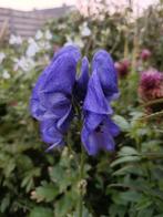 Monnikskap / Aconitum, Jardin & Terrasse, Plantes | Jardin, Plein soleil, Enlèvement, Autres espèces, Été