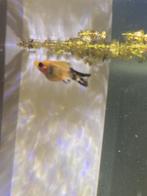 Jonge ballon molly, Dieren en Toebehoren