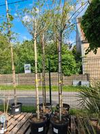 Albizia Julibrissin Ombrella, Ophalen