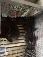 Vleeskonijnen, Dieren en Toebehoren