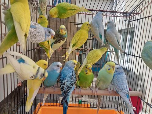 Zeer mooie gekleurde golvende parkieten te koop, Dieren en Toebehoren, Vogels | Parkieten en Papegaaien, Parkiet, Meerdere dieren
