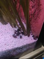 Helena slakken, Dieren en Toebehoren