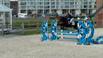 Gouden D-pony jumping en eventing, Dieren en Toebehoren, Pony's, Merrie, Gechipt, Springpony, L