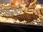 Zeilvin Pleco - Hypostomus plecostomus.