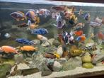 Vissen, Aquariums en toebehoren te koop!!, Dieren en Toebehoren