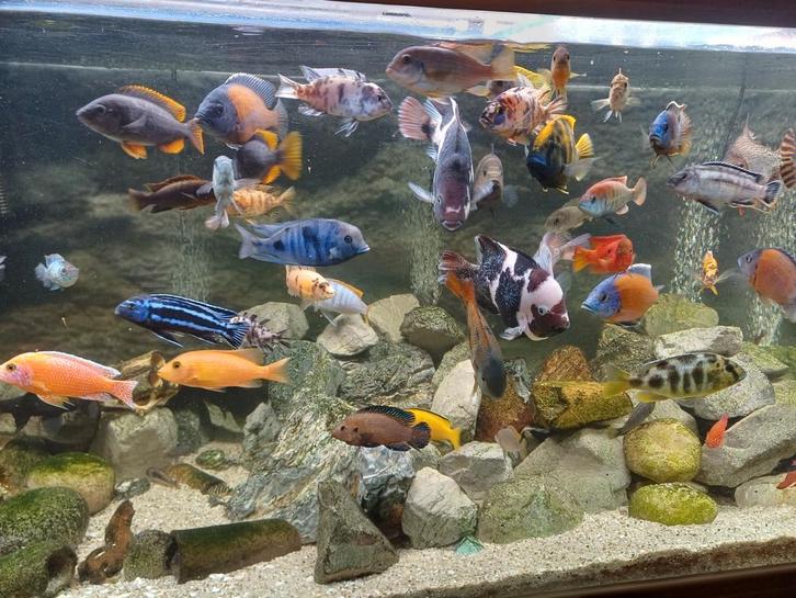 Vissen, Aquariums en toebehoren te koop!!, Dieren en Toebehoren, Vissen | Aquariumvissen