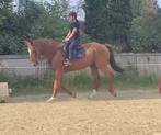 Ruin van 1,65 , Rubinrot x Darco, Dieren en Toebehoren, Paarden, Ruin, L