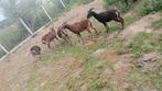 Kudde van 5 mooie Soay schapen, Dieren en Toebehoren, Schapen, Geiten en Varkens, Meerdere dieren, Schaap, 0 tot 2 jaar