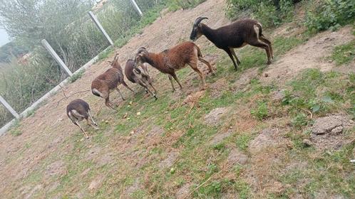 Kudde van 5 mooie Soay schapen, Dieren en Toebehoren, Schapen, Geiten en Varkens, Schaap, Meerdere dieren, 0 tot 2 jaar
