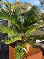 Palmboom Cycas Revoluta, Enlèvement