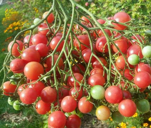 Tomate cerise multiflora en quartz rose - 5 graines, Jardin & Terrasse, Bulbes & Semences, Graine, Printemps, Enlèvement ou Envoi