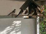 Grote WK Putters beschikbaar, Dieren en Toebehoren, Wildzangvogel, Geringd