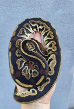 1.0 Python regius - Bongo YB het. Clown, Dieren en Toebehoren, Reptielen en Amfibieën, Slang, Tam, 0 tot 2 jaar