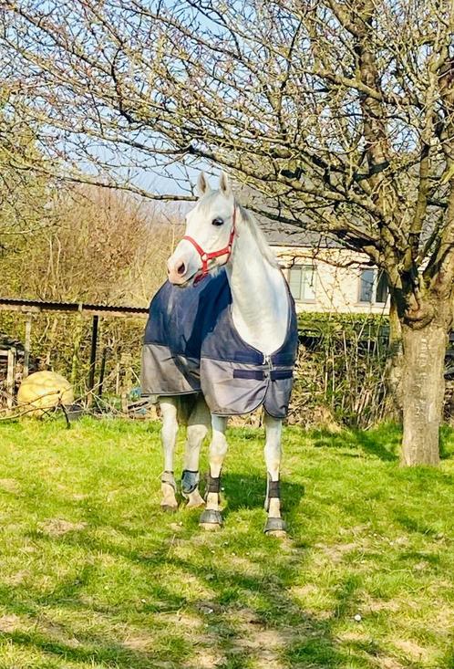 Recreatiepaard allround 15j ruin zoekt een nieuwe thuis!, Animaux & Accessoires, Chevaux, Hongre, M, 160 à 165 cm, 11 ans ou plus