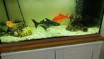 Haai en goudvis, Animaux & Accessoires, Poissons | Poissons d'aquarium, Poisson