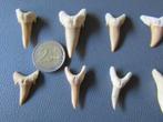 Opmerkelijke set van 25 haai-carcharodontanden, Ophalen of Verzenden, Fossiel